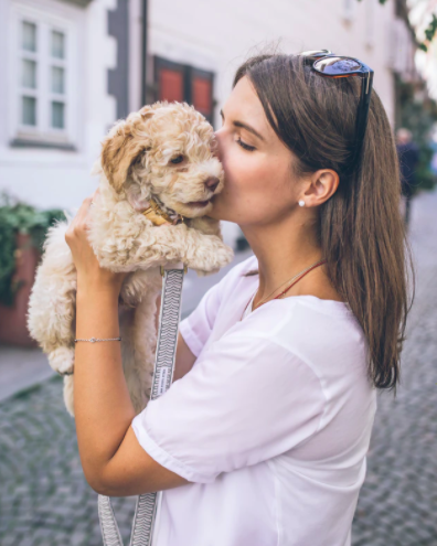 Apricot Cavoodle