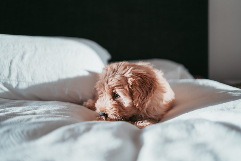 Puppy in bed