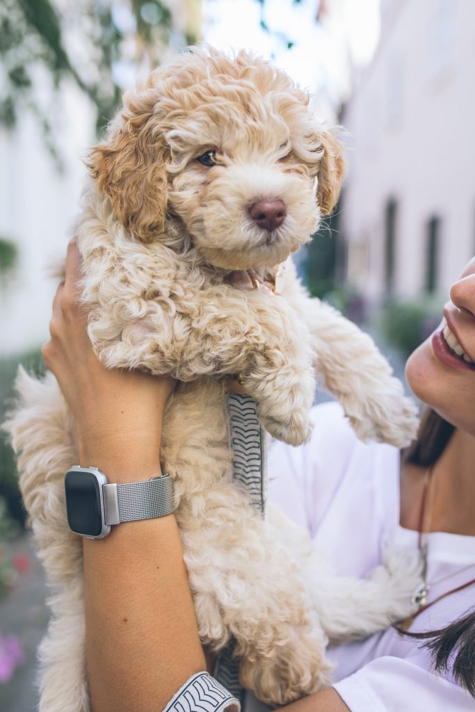 Puppy Outdoors