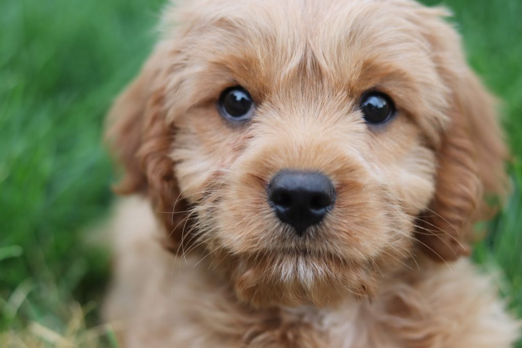 Trained Cavoodle Puppy