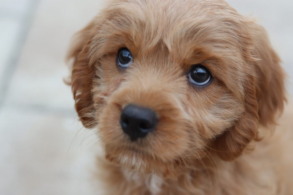 Cavoodle breeders hot sale near me