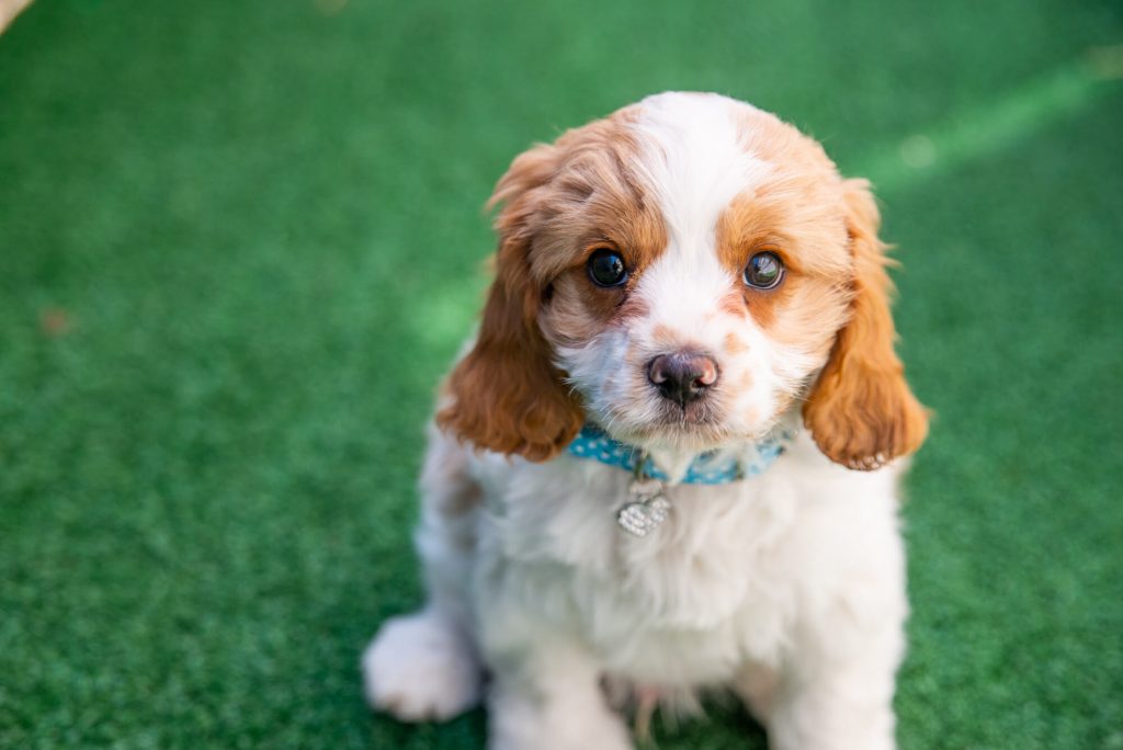 Cavoodle Dog