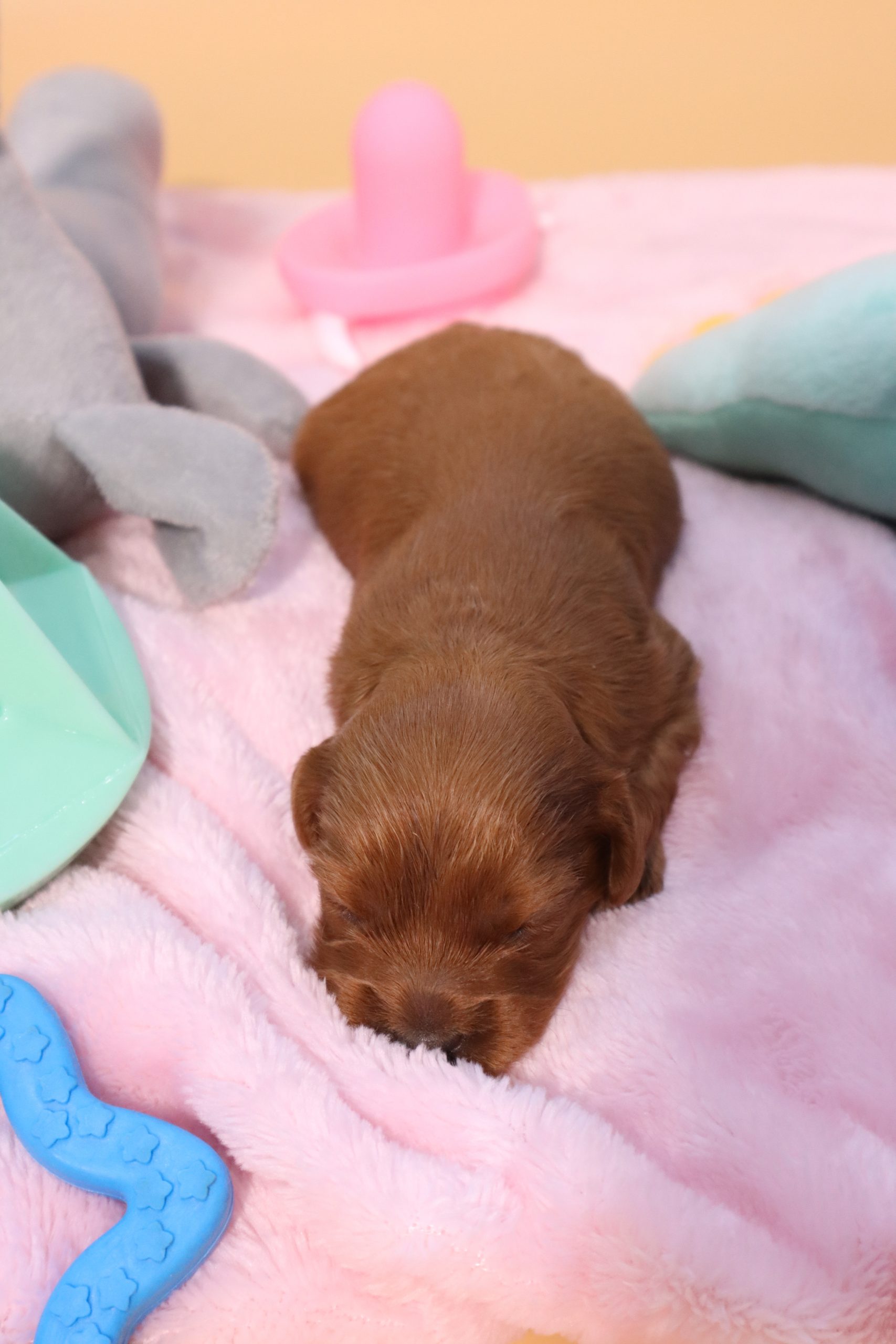 Cavoodle Puppy