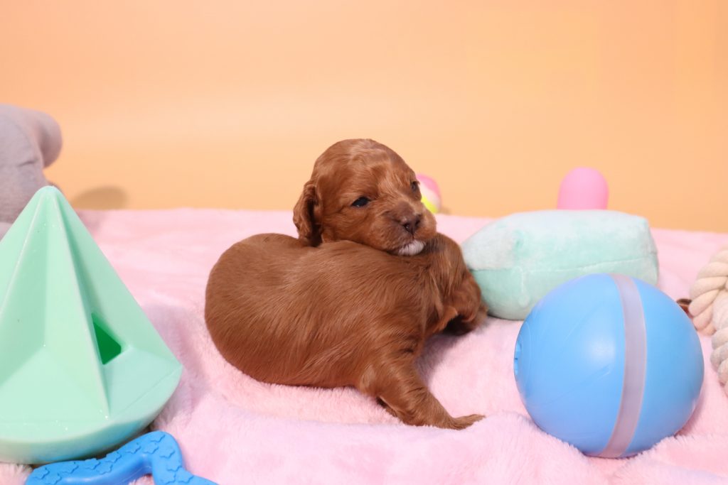 Cavoodle Puppies