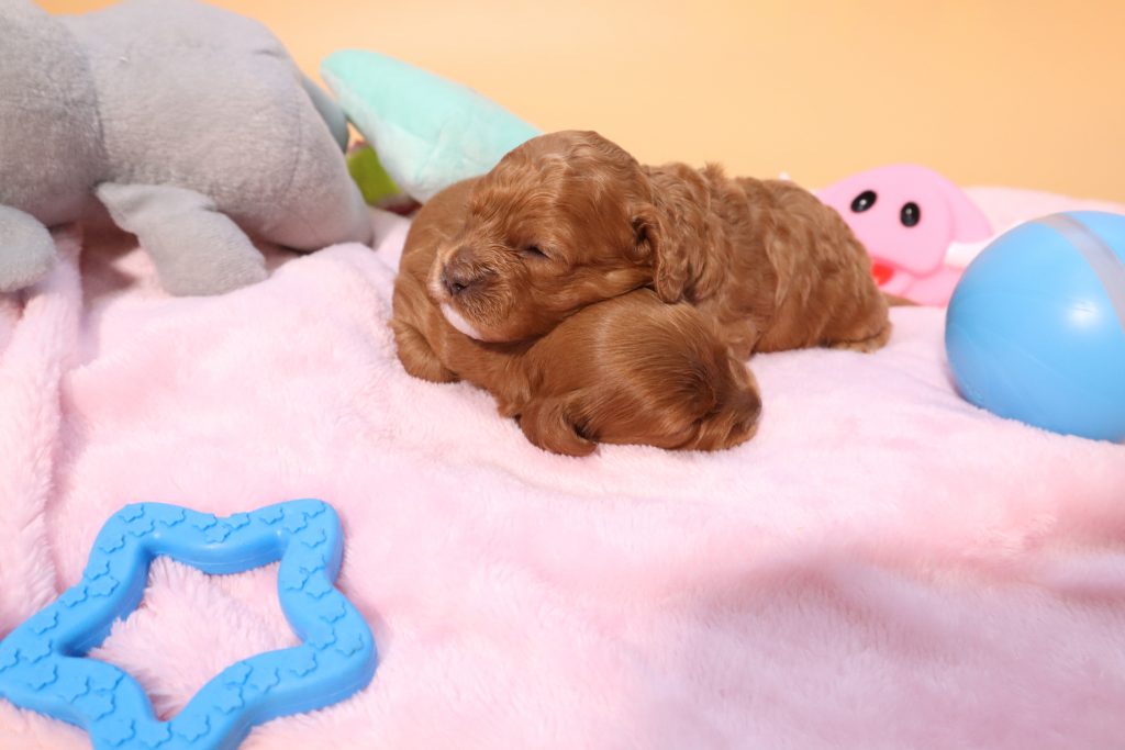 Cavoodle Puppies