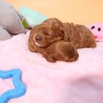 Cavoodle Puppies