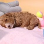 Cavoodle Puppy