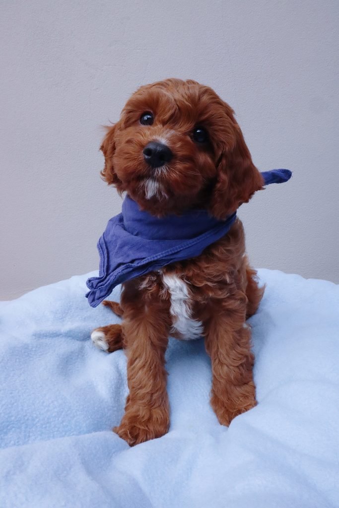 toy cavoodle gumtree